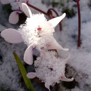 Cyclamen