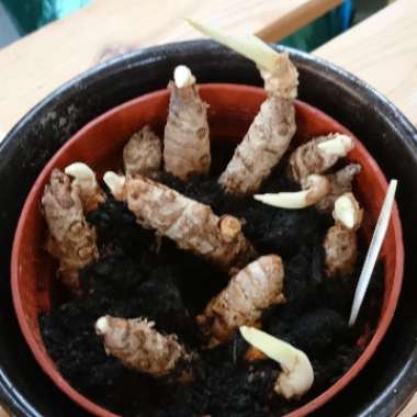 Curcuma longa syn. Curcuma domestica