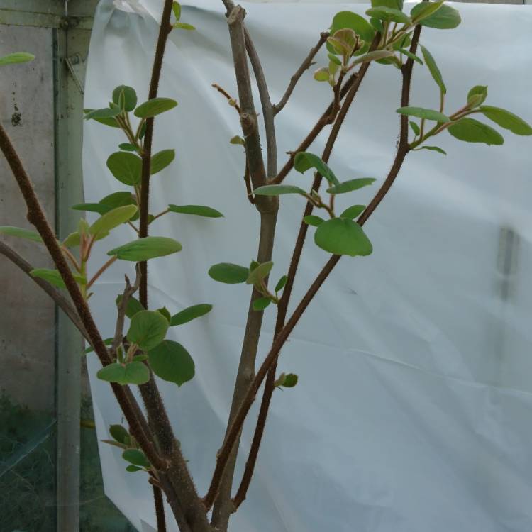 plant image 1285045