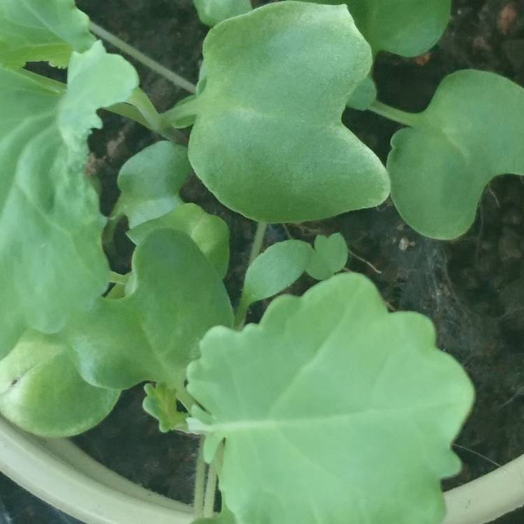 plant image 1285052 plant image 1285052