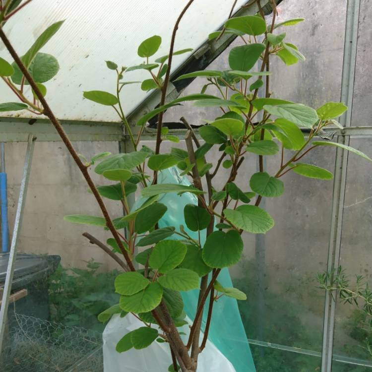 plant image 1313650
