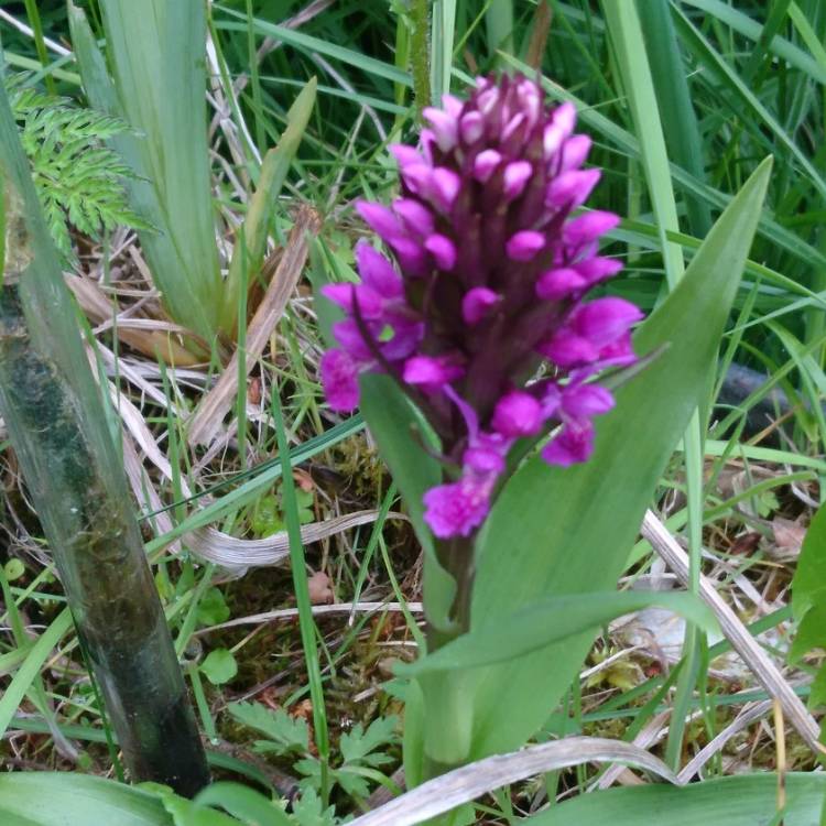 plant image 1320871