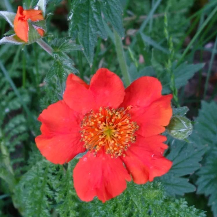 plant image 1320884