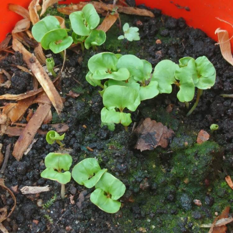 plant image 1338115 plant image 1338115