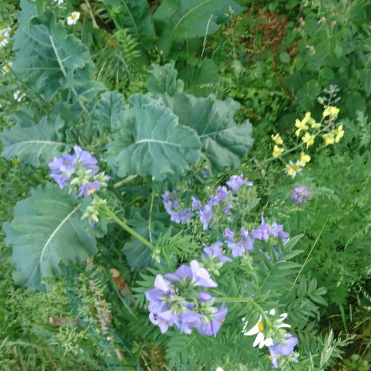 plant image 1341662 plant image 1341662