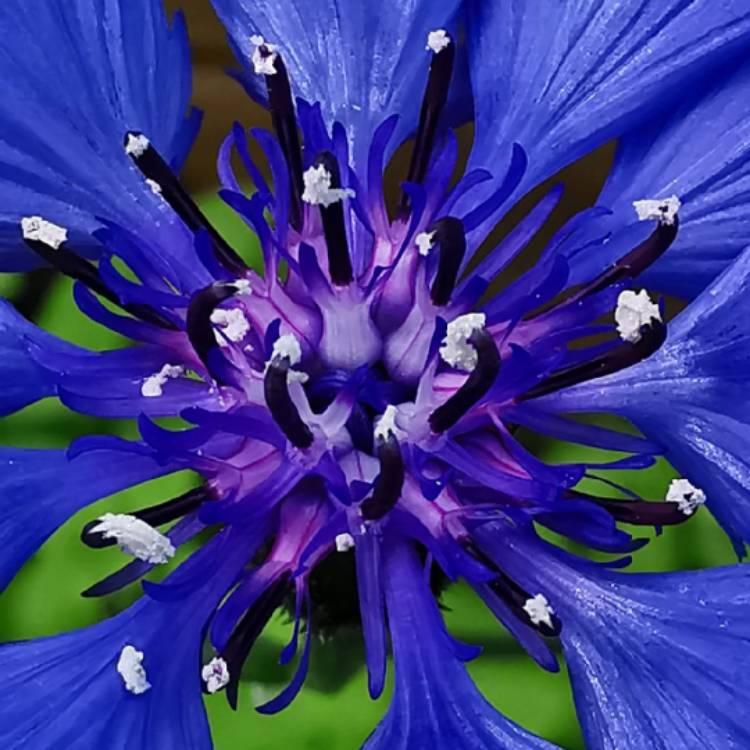 plant image 1348172 plant image 1348172