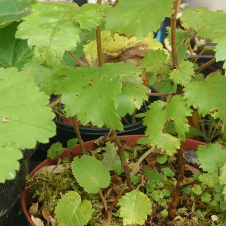 plant image 1375465 plant image 1375465