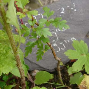 Crataegus
