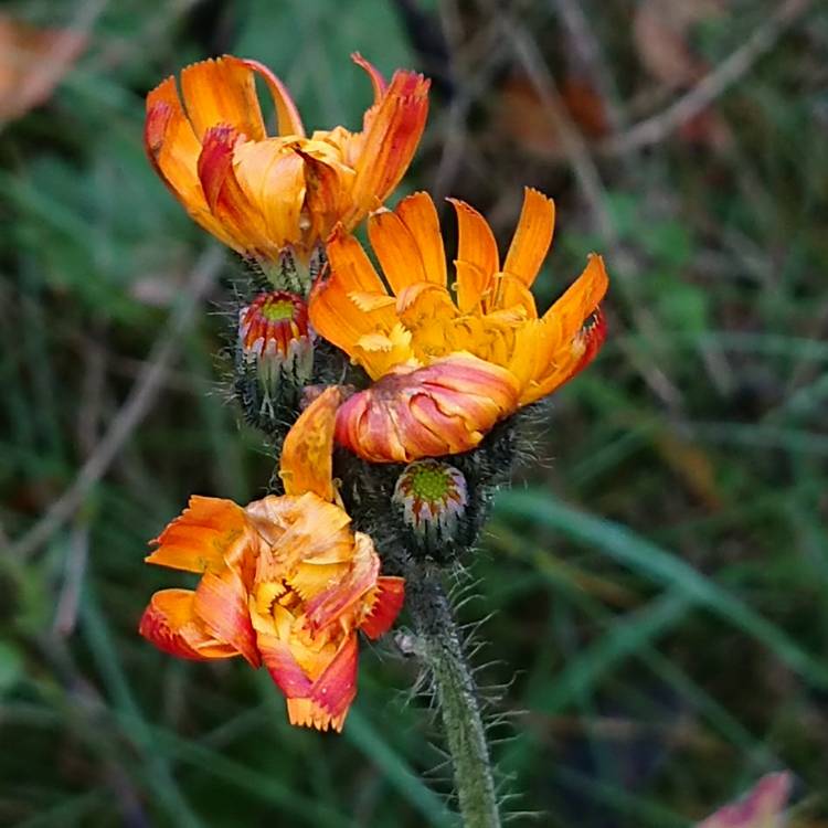 Plant image Hieracium