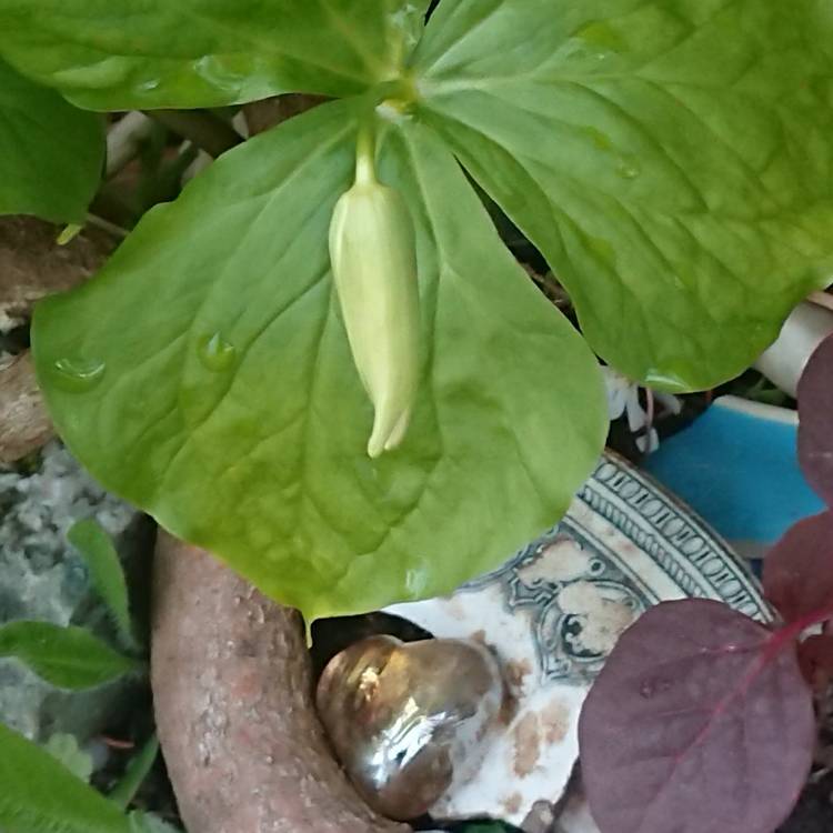 Plant image Trillium grandiflorum