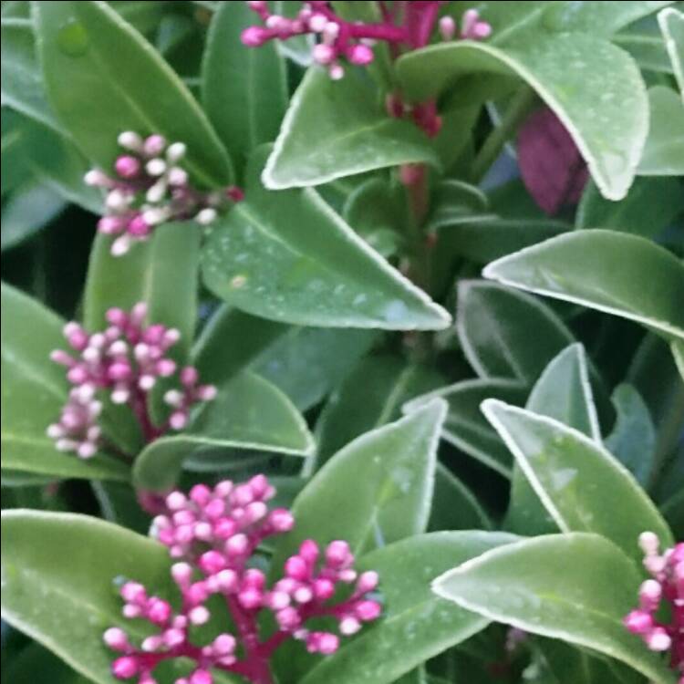Plant image Skimmia japonica 'Inbolwi' syn. Skimmia japonica 'Intense'