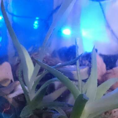 Aloe