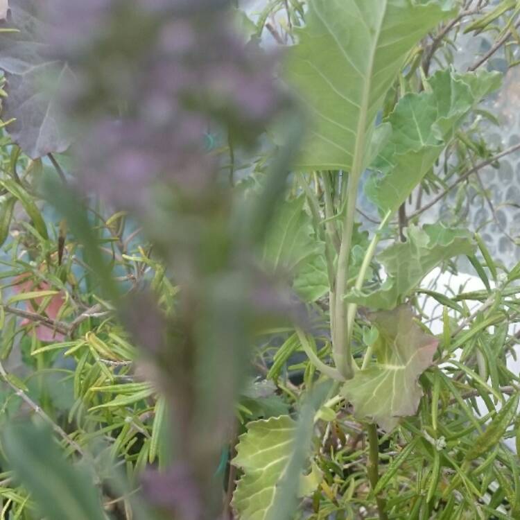 plant image 376312 plant image 376312