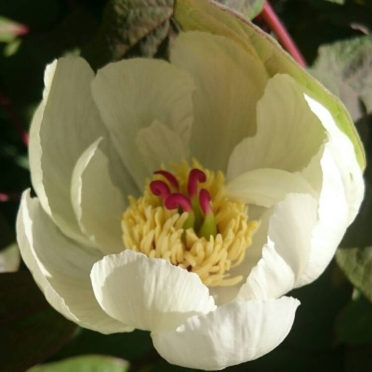 Plant image Paeonia rockii
