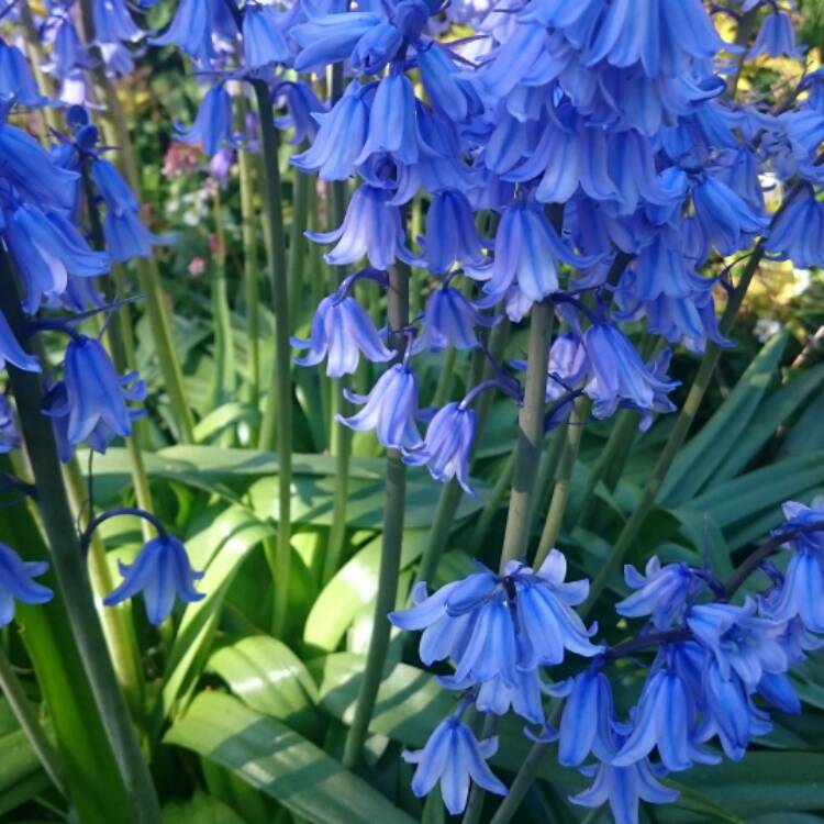 Plant image Hyacinthoides hispanica 'Danube'