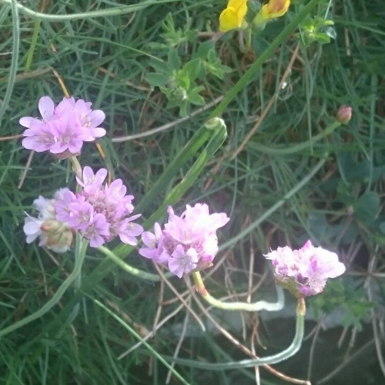 Plant image Armeria Caespitosa