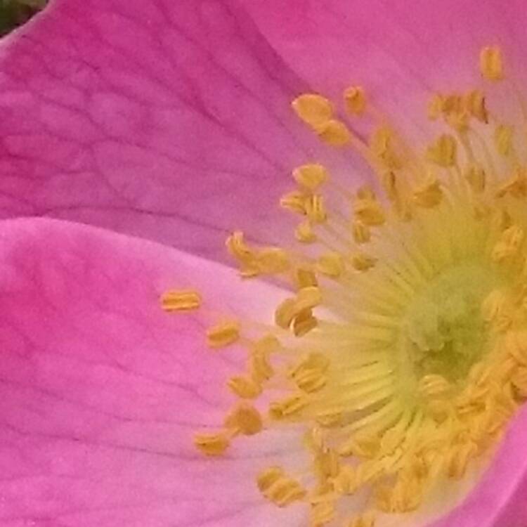 Plant image Rosa (Species)