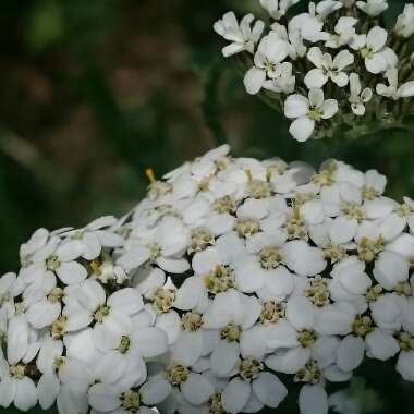 Achillea millefolium