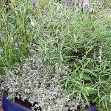 Lavandula