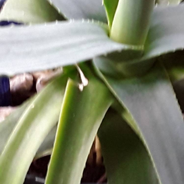 plant image 480847