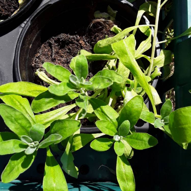 plant image 493287