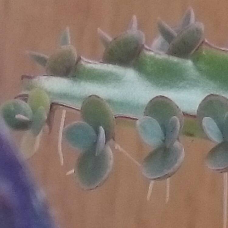 Plant image Kalanchoe daigremontiana syn. Bryophyllum daigremontianum