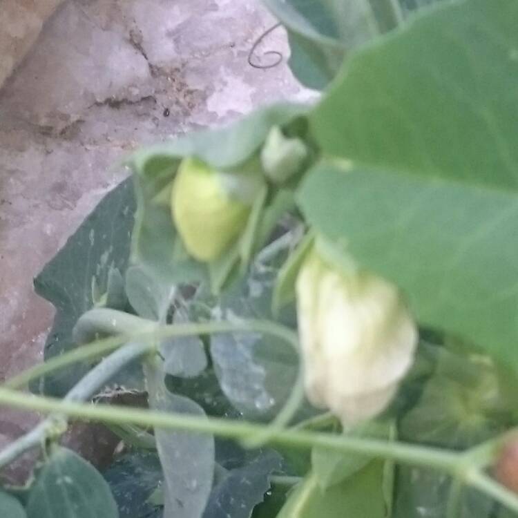 plant image 506365