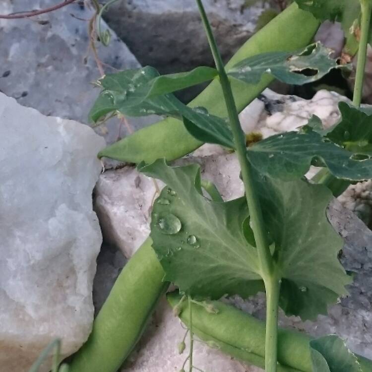plant image 544841