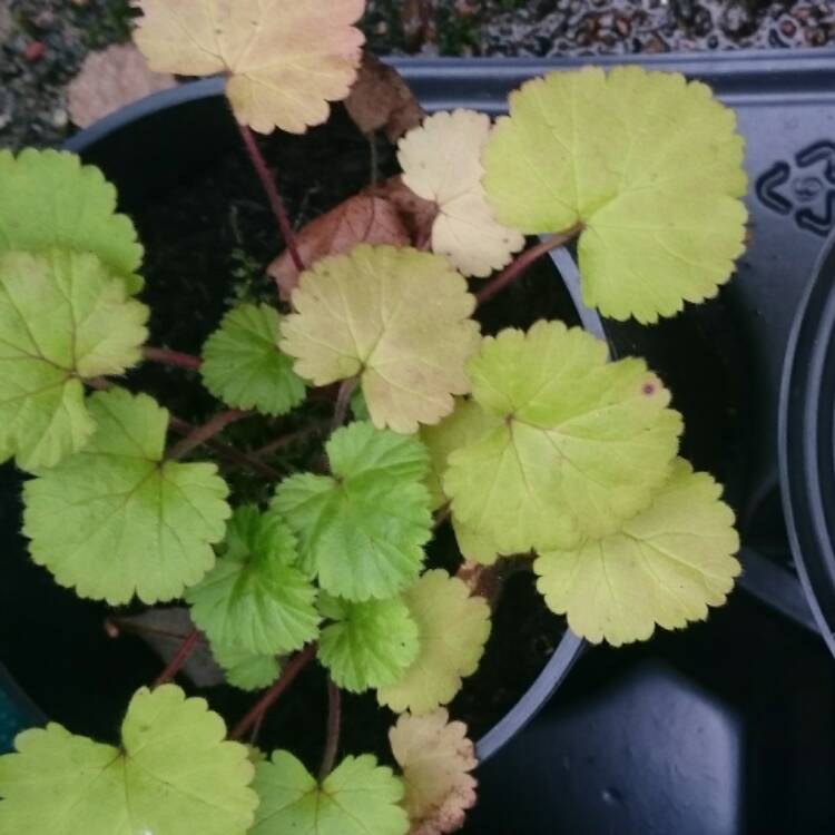 plant image 549564