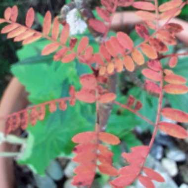 Sorbus aucuparia