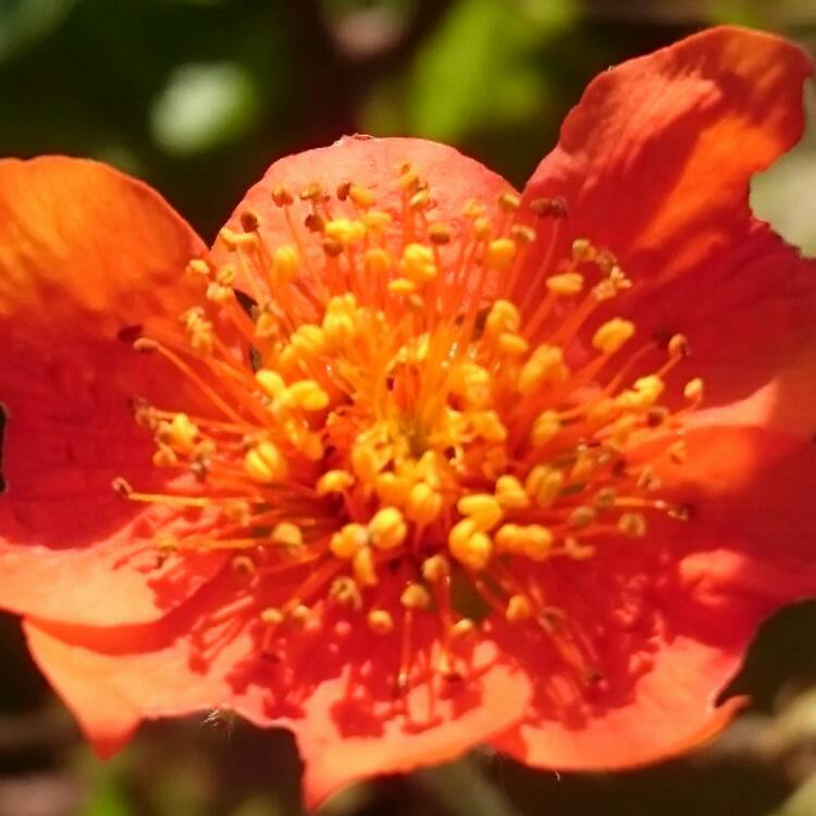 plant image 558032