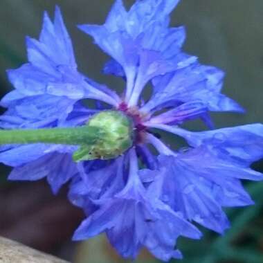 Centaurea
