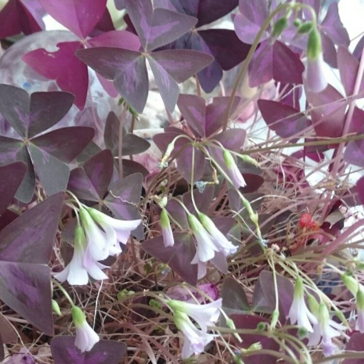 Plant image Oxalis 'Black Velvet'