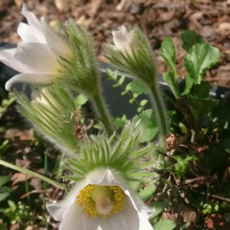 plant image 668260