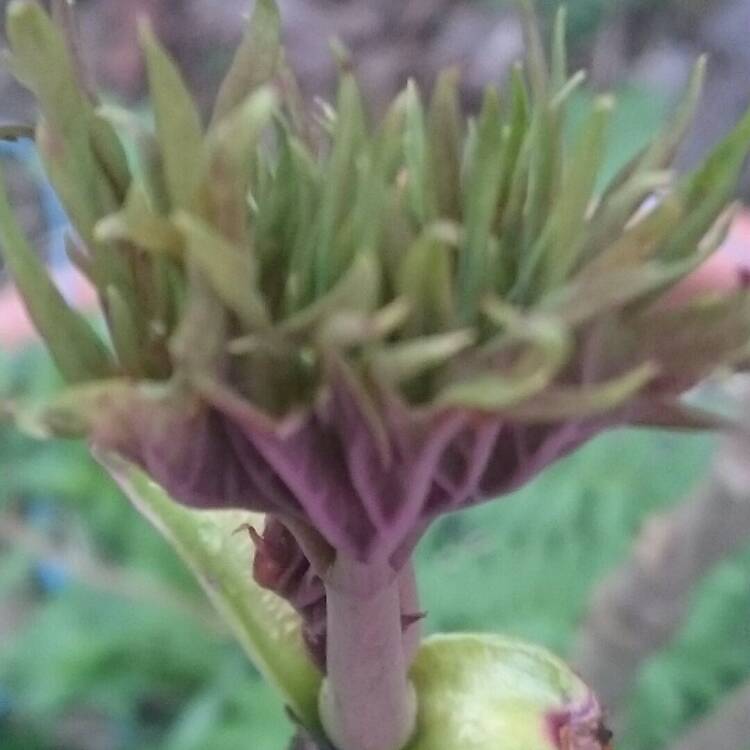 Plant image Paeonia delavayi
