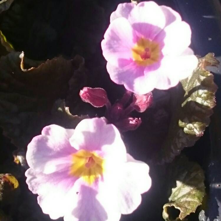 Plant image Primula 'Guinevere'