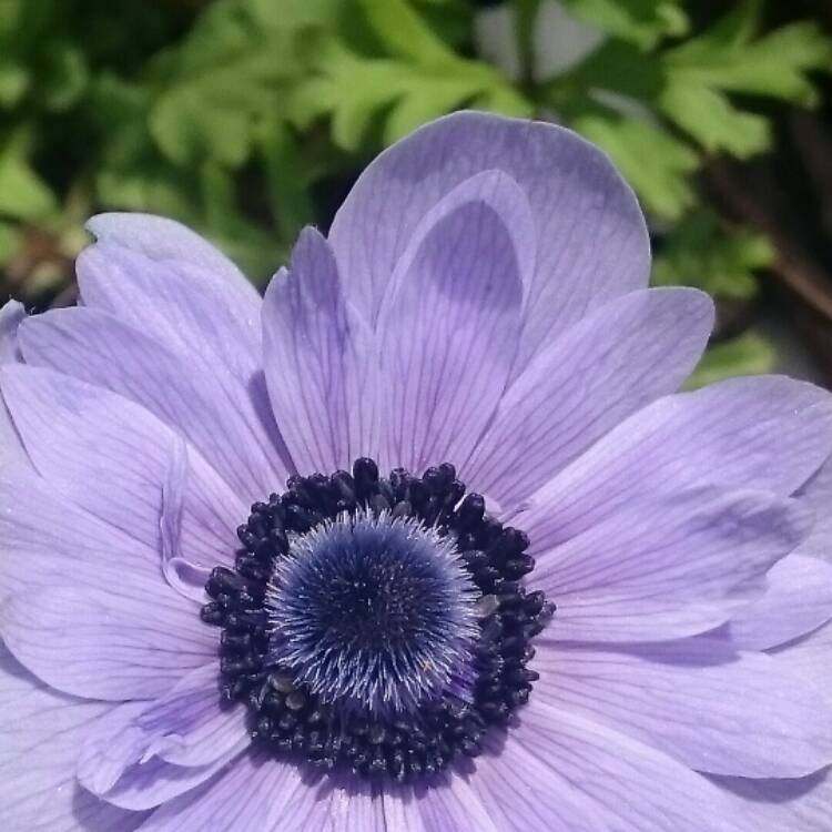 Plant image Anemone coronaria
