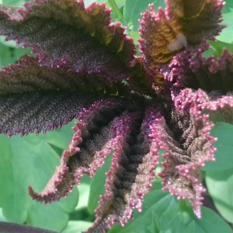Plant image Rodgersia pinnata 'Fireworks'