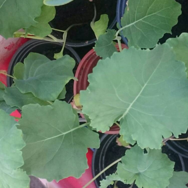 Plant image Brassica oleracea (Italica Group) 'Green Inspiration'