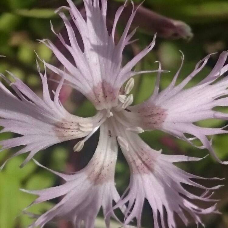 Plant image Dianthus arenarius nanus 'Little Maiden'