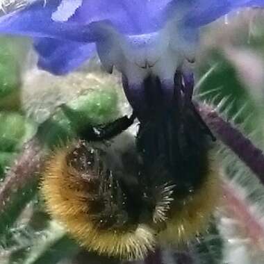 Borago officinalis