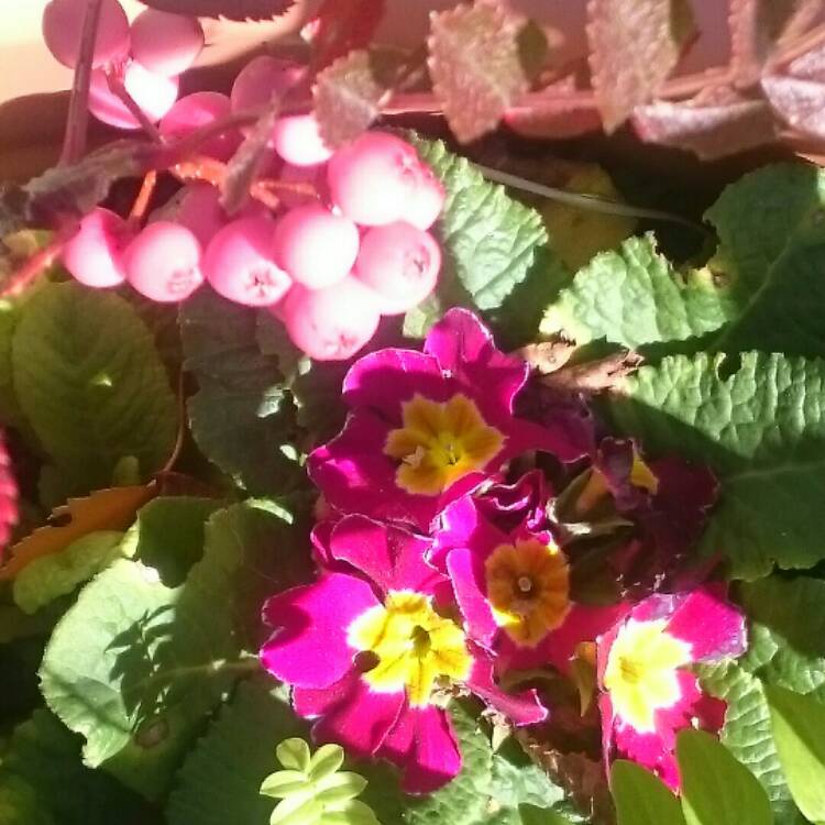 plant image 855074