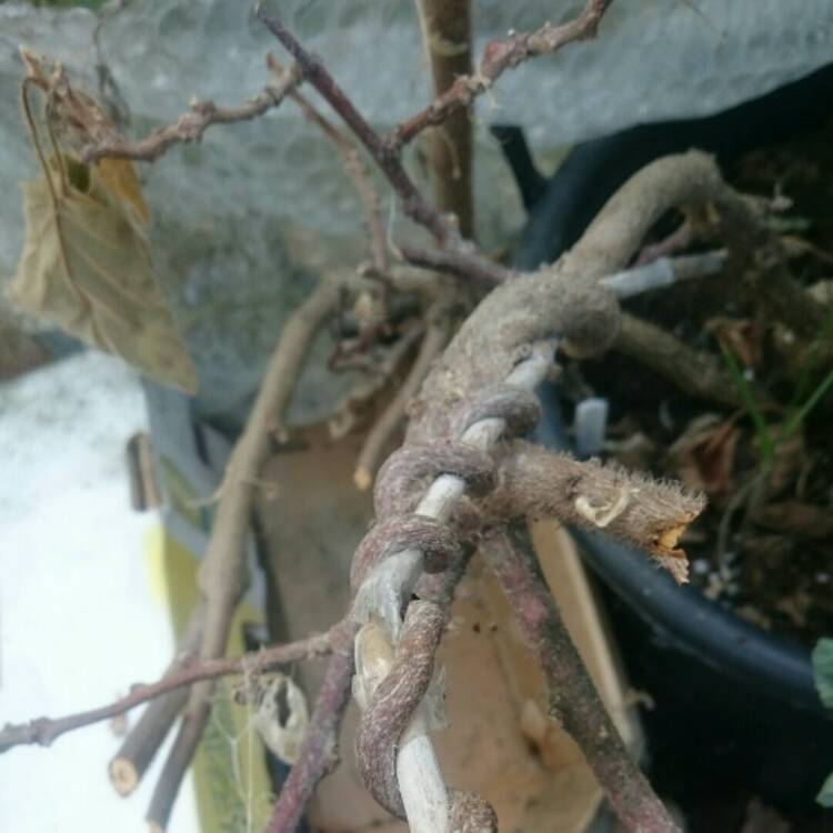 plant image 874739
