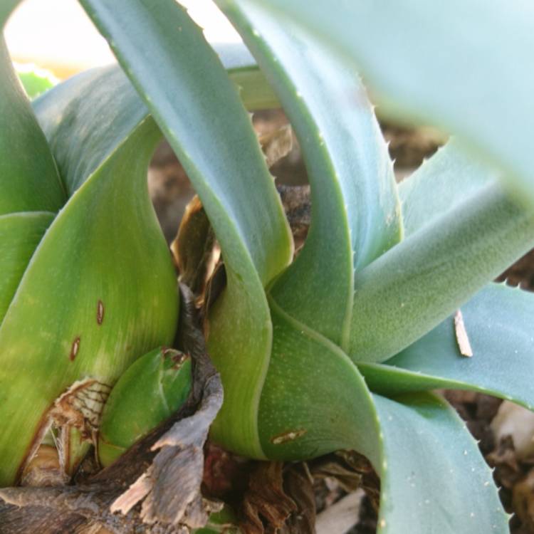Plant image Agave