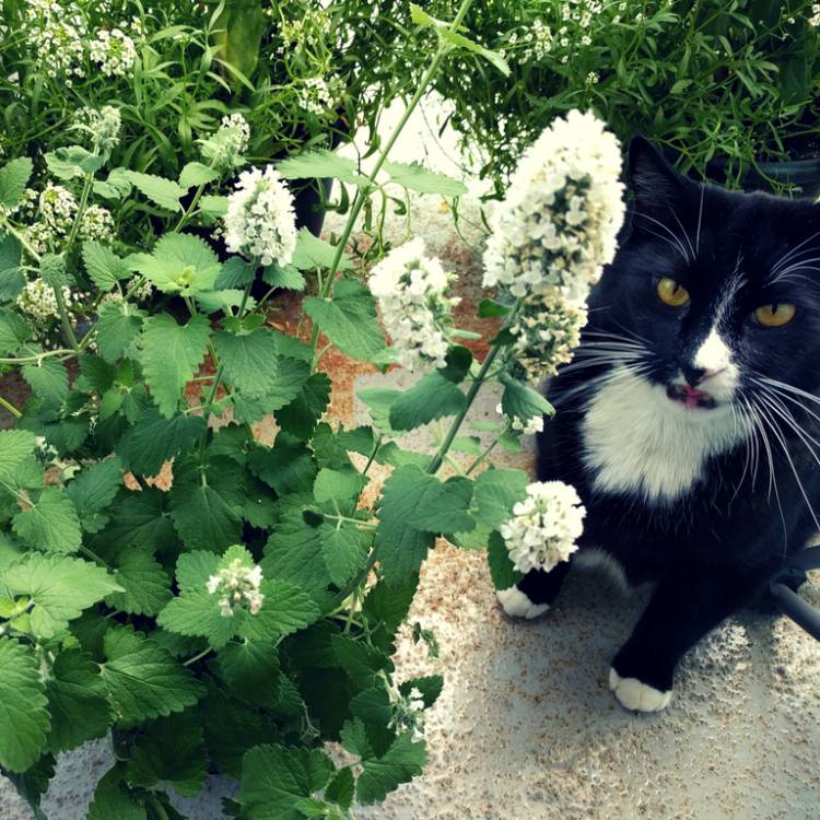 Plant image Nepeta 'Cataria'