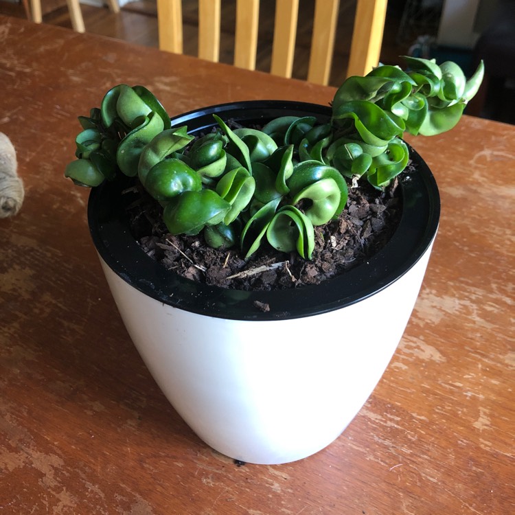 Plant image Hoya Carnosa Compacta
