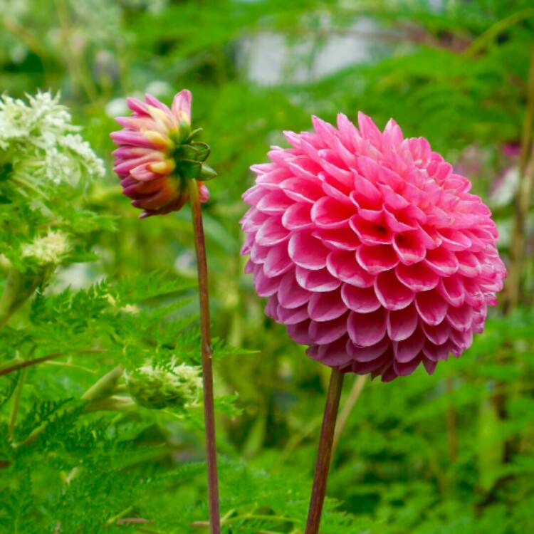 plant image 205038