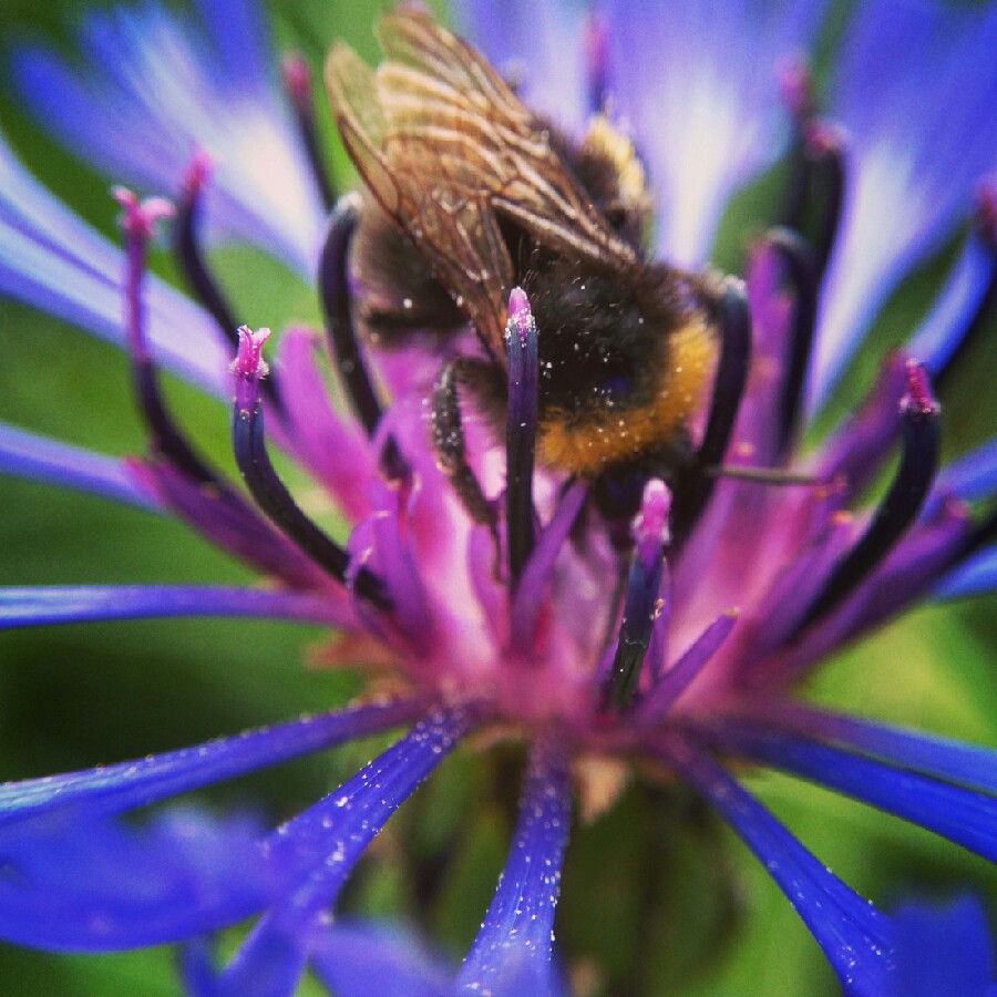 plant image 110314