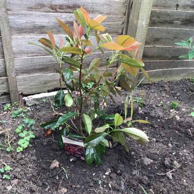 Nick's garden