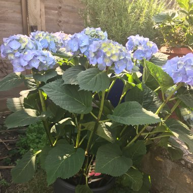 Nick's garden